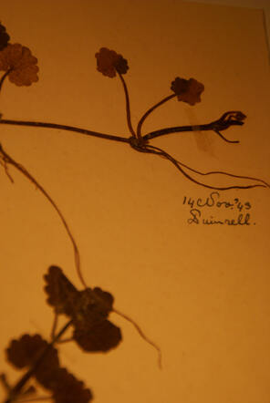 14 november