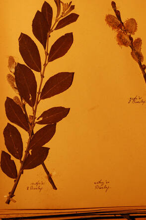4 augustus 1940, de eerste datum van het herbarium.