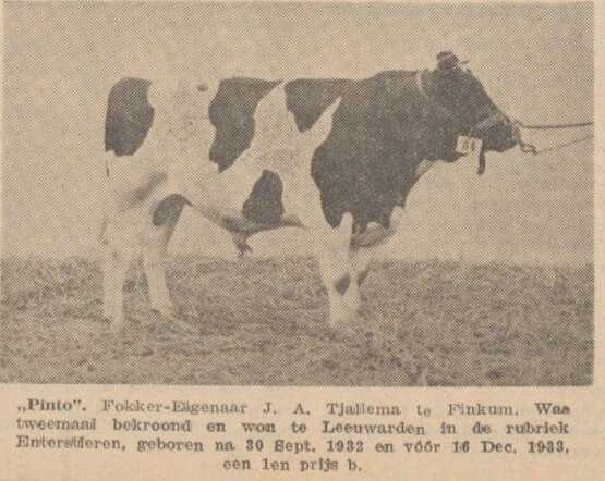 Nieuwsblad van Friesland, Hepkema's Courant, 20 juni 1934, avond, pag. 12. De bekroonde Friese "Pinto"-stier.