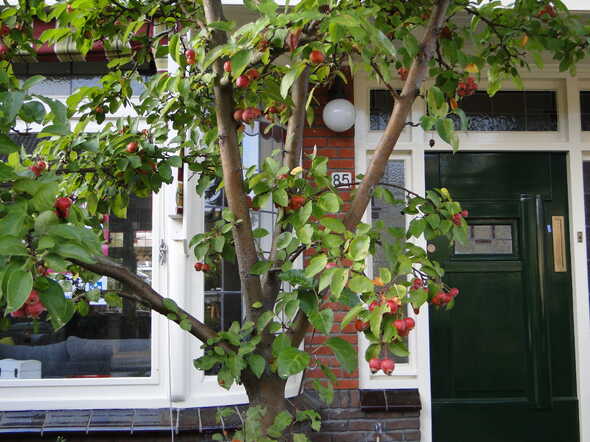 Hooge hondstraat  85 .JPG