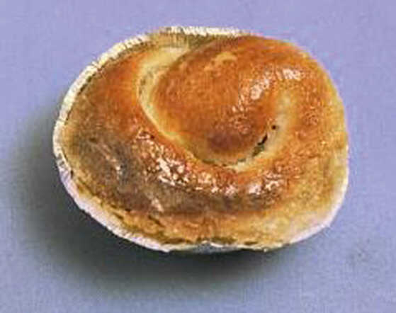 gemberbolus.jpg