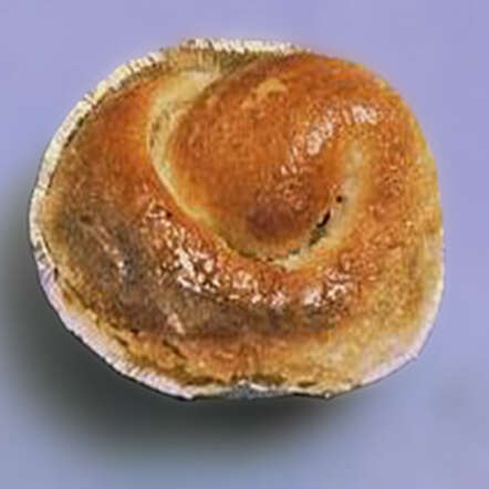 gemberbolus.jpg