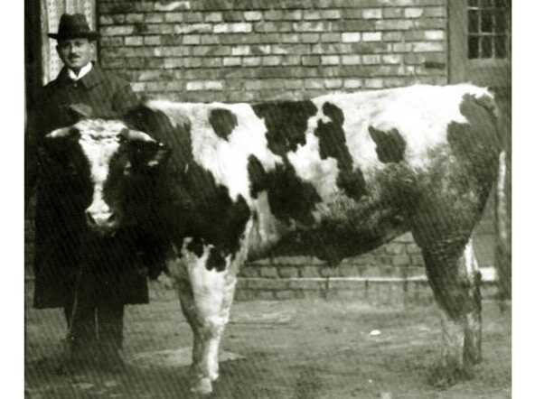 Mozes (Max) Rosenbaum