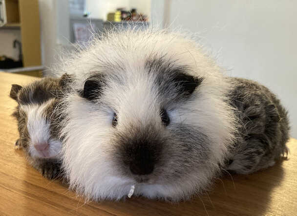 cavia-familie2