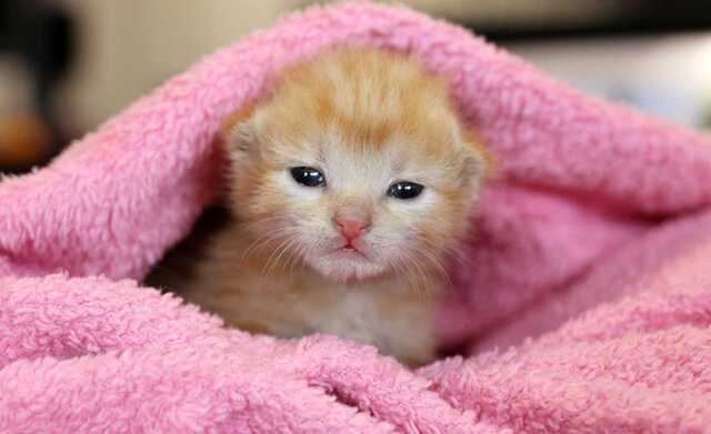 kitten