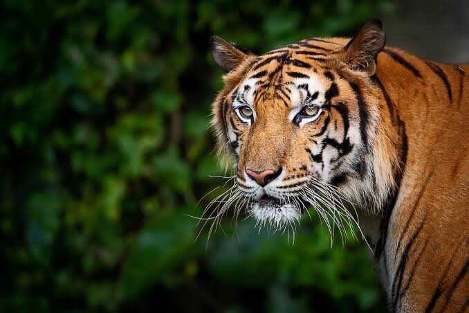tijger
