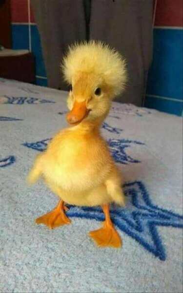 duck